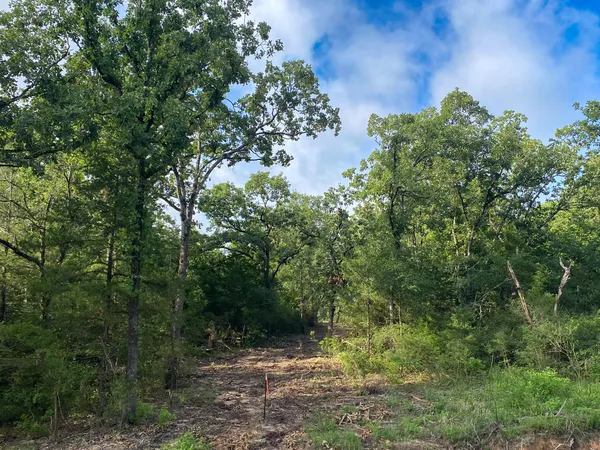 a view of a forest with a tree