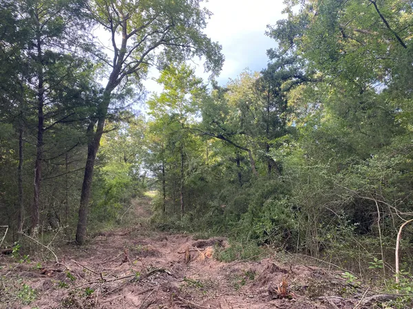 a view of a forest filled with trees