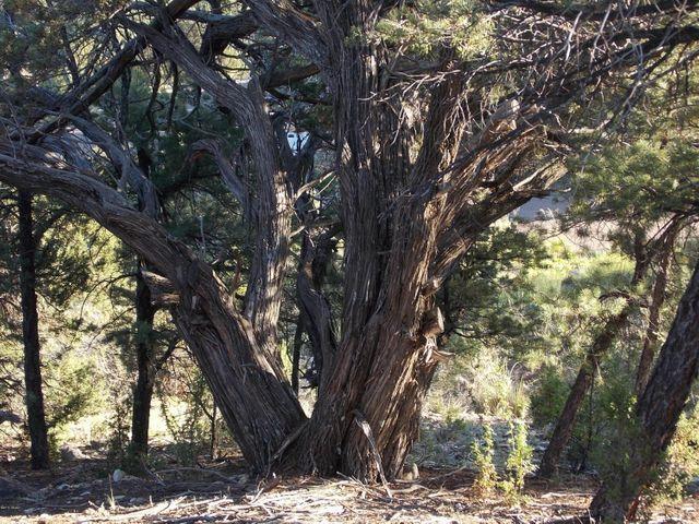2945 Lodgepole Road Overgaard, AZ 85933 - Photo 2 of 7 a view of tree trees in a yard