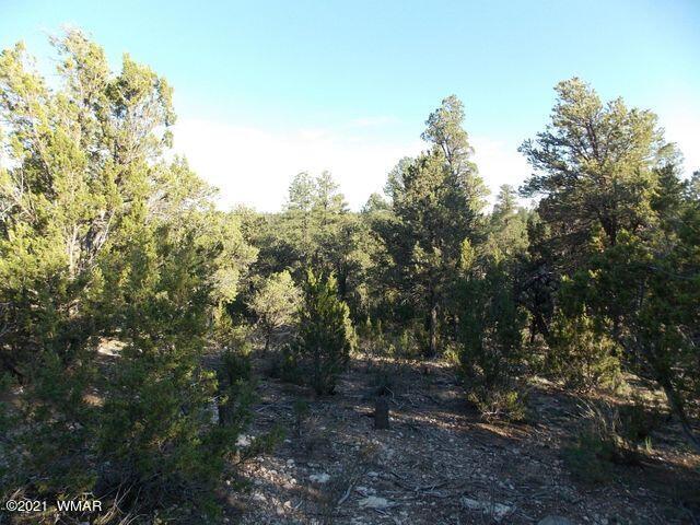 2945 Lodgepole Road Overgaard, AZ 85933 - Photo 3 of 7 a view of a forest with trees in the background