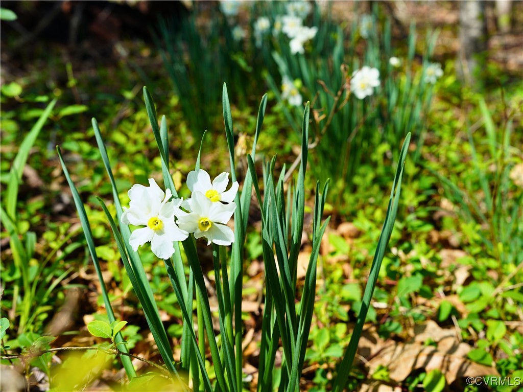 2632 Paisley Road Gretna, VA 24557 - Photo 34 of 49 a view of flowers