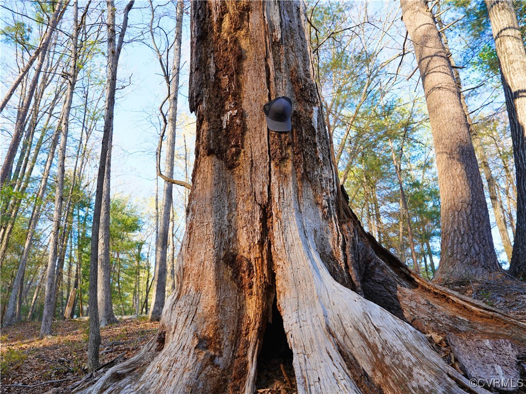 2632 Paisley Road Gretna, VA 24557 - Photo 42 of 49 a view of a yard and large trees