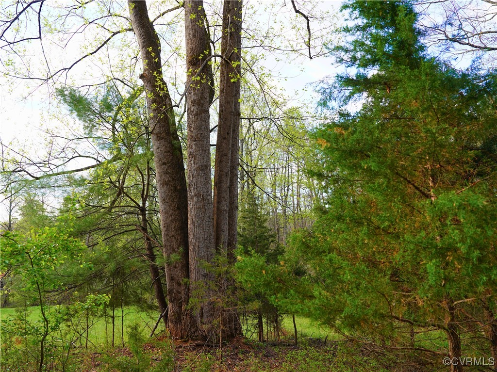 2632 Paisley Road Gretna, VA 24557 - Photo 45 of 49 a view of forest