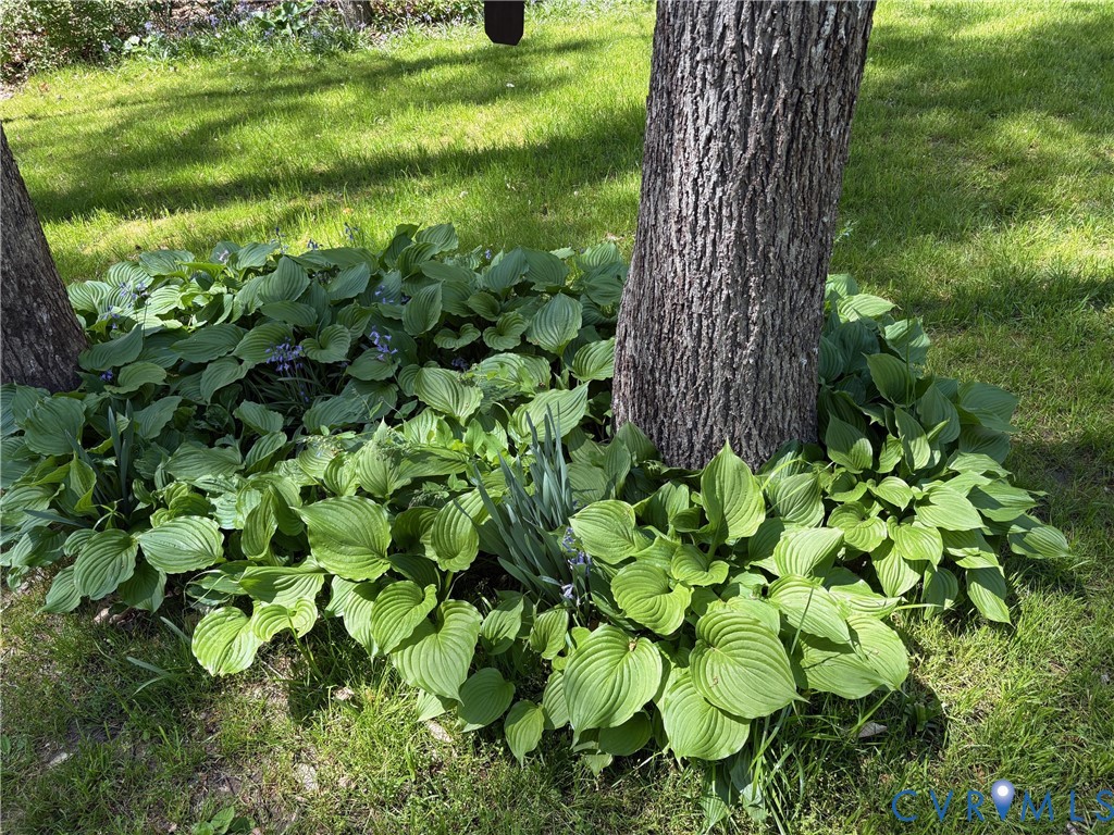 9420 Trails End Road Midlothian, VA 23112 - Photo 47 of 53 Beautiful Hostas