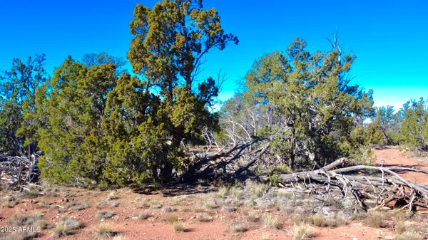 a view of a tree with a plant in front of it