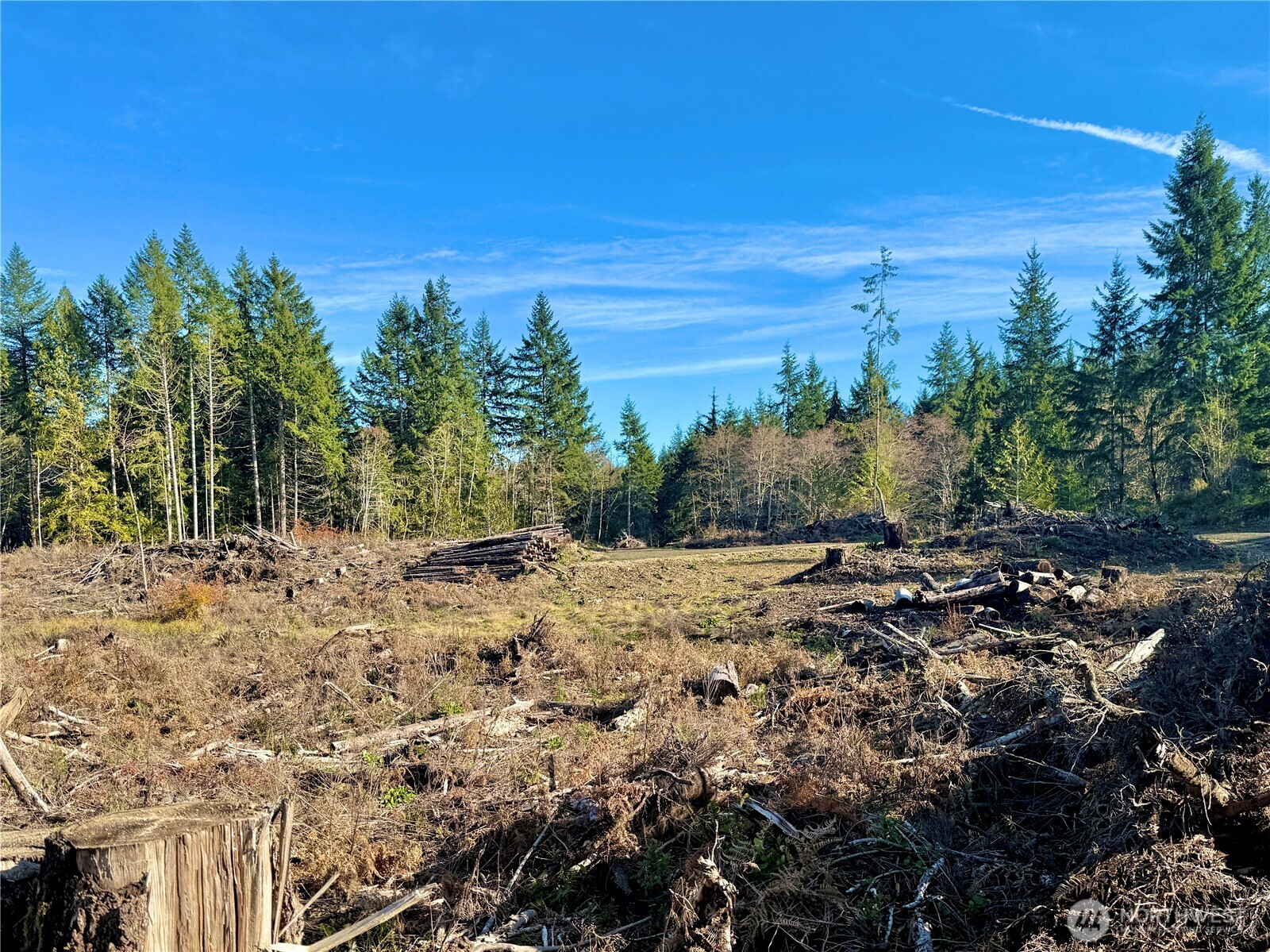255 East Solbakk Veien Road Shelton, WA 98584 - Photo 12 of 34 a view of a dry yard with trees