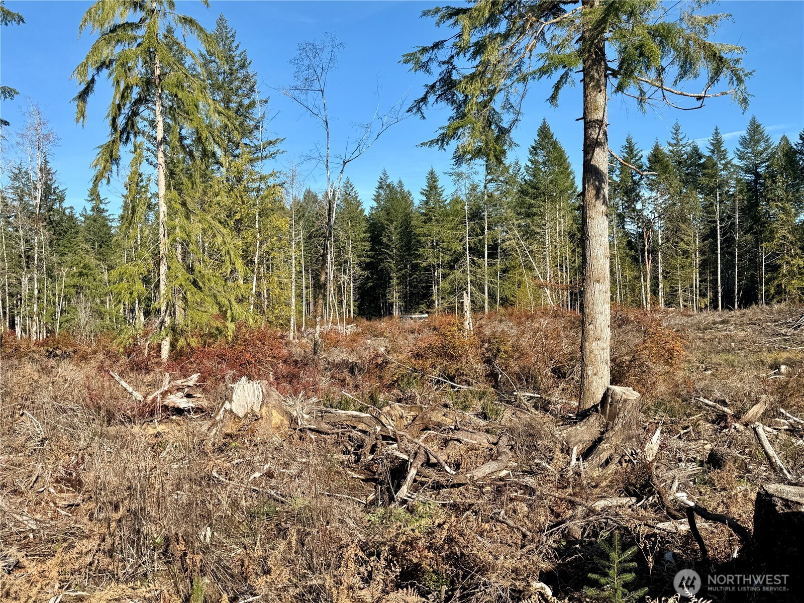255 East Solbakk Veien Road Shelton, WA 98584 - Photo 20 of 34 a view of a yard with plants and trees