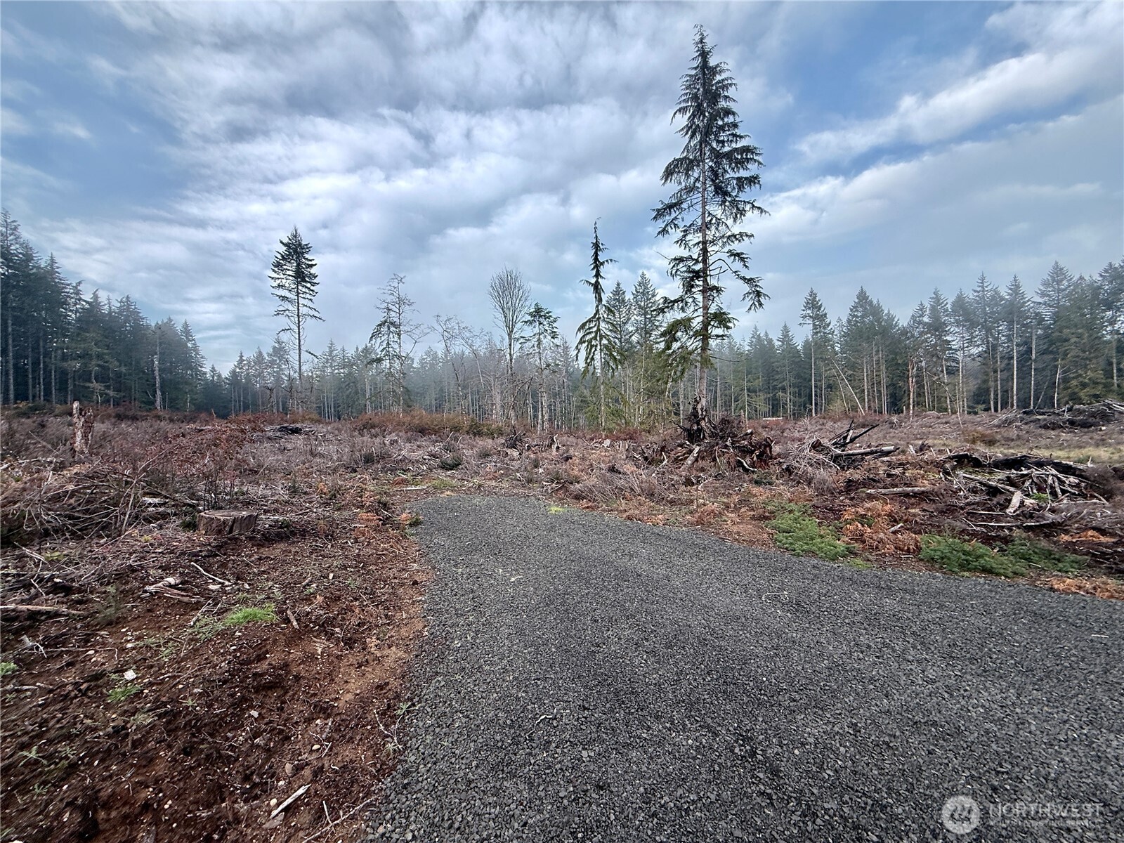 255 East Solbakk Veien Road Shelton, WA 98584 - Photo 23 of 34 a view of a dry yard with trees