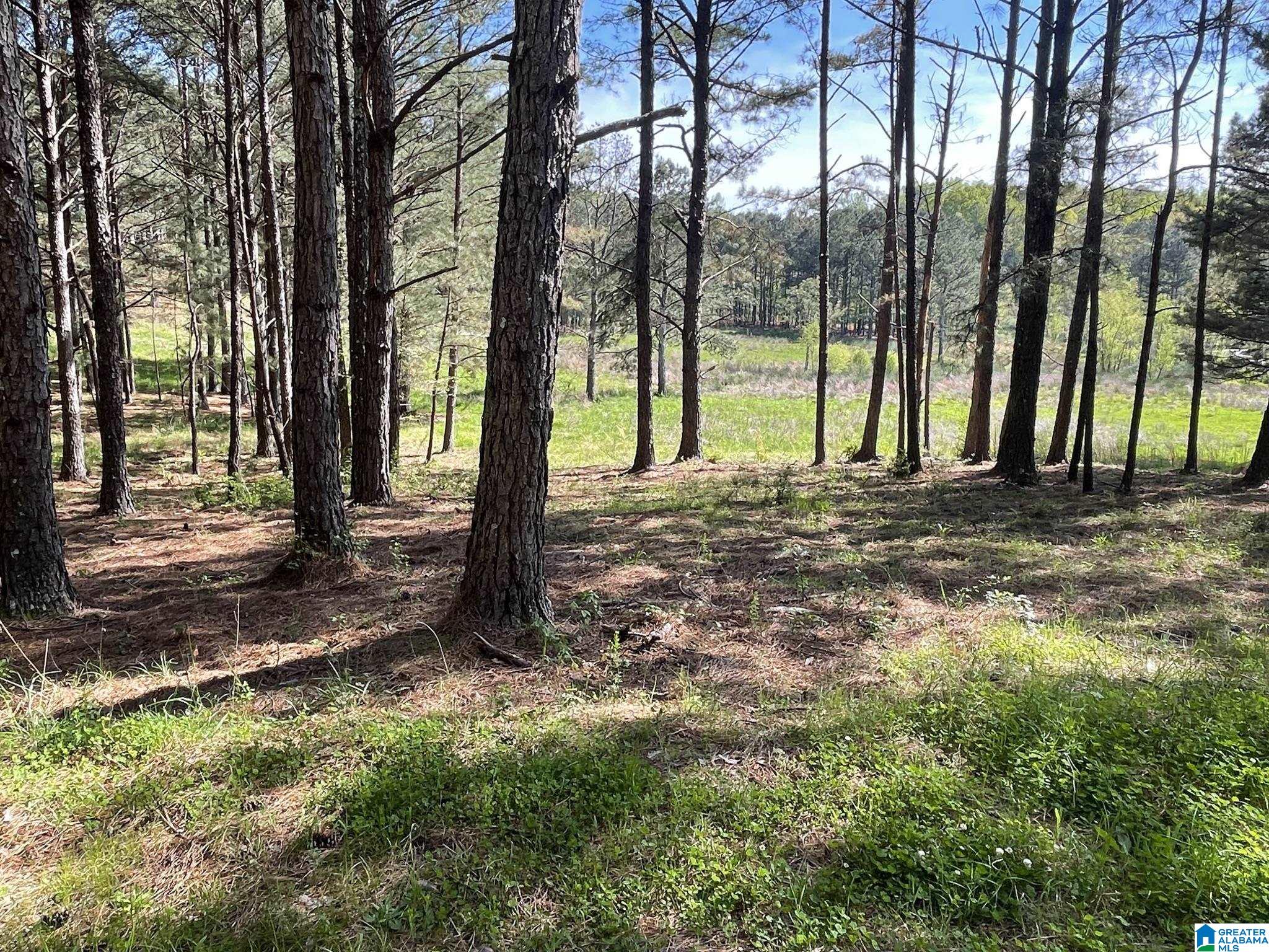 0 Busby Cut Off Road Nauvoo, AL 35578 - Photo 5 of 7