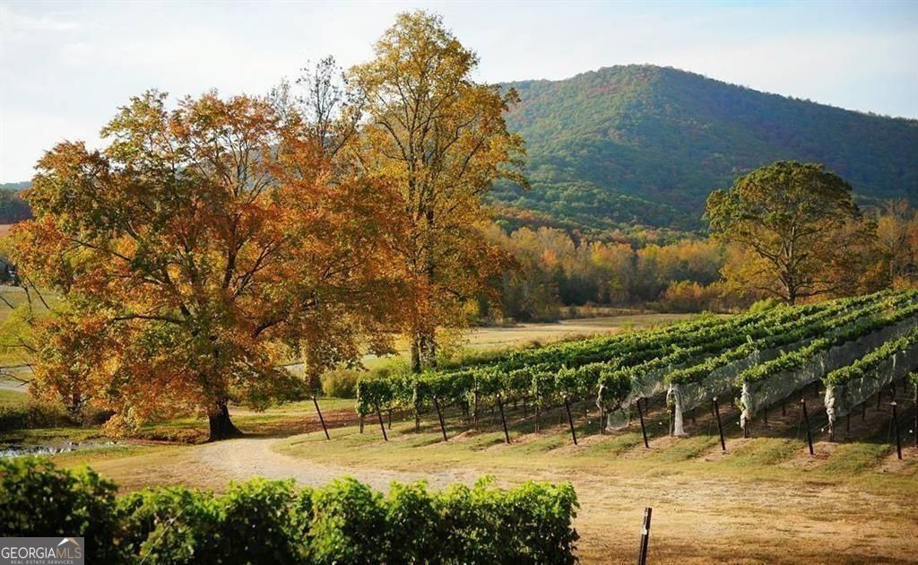 179 Summit View Lane Ellijay, GA 30540 - Photo 19 of 19 Local Vineyards