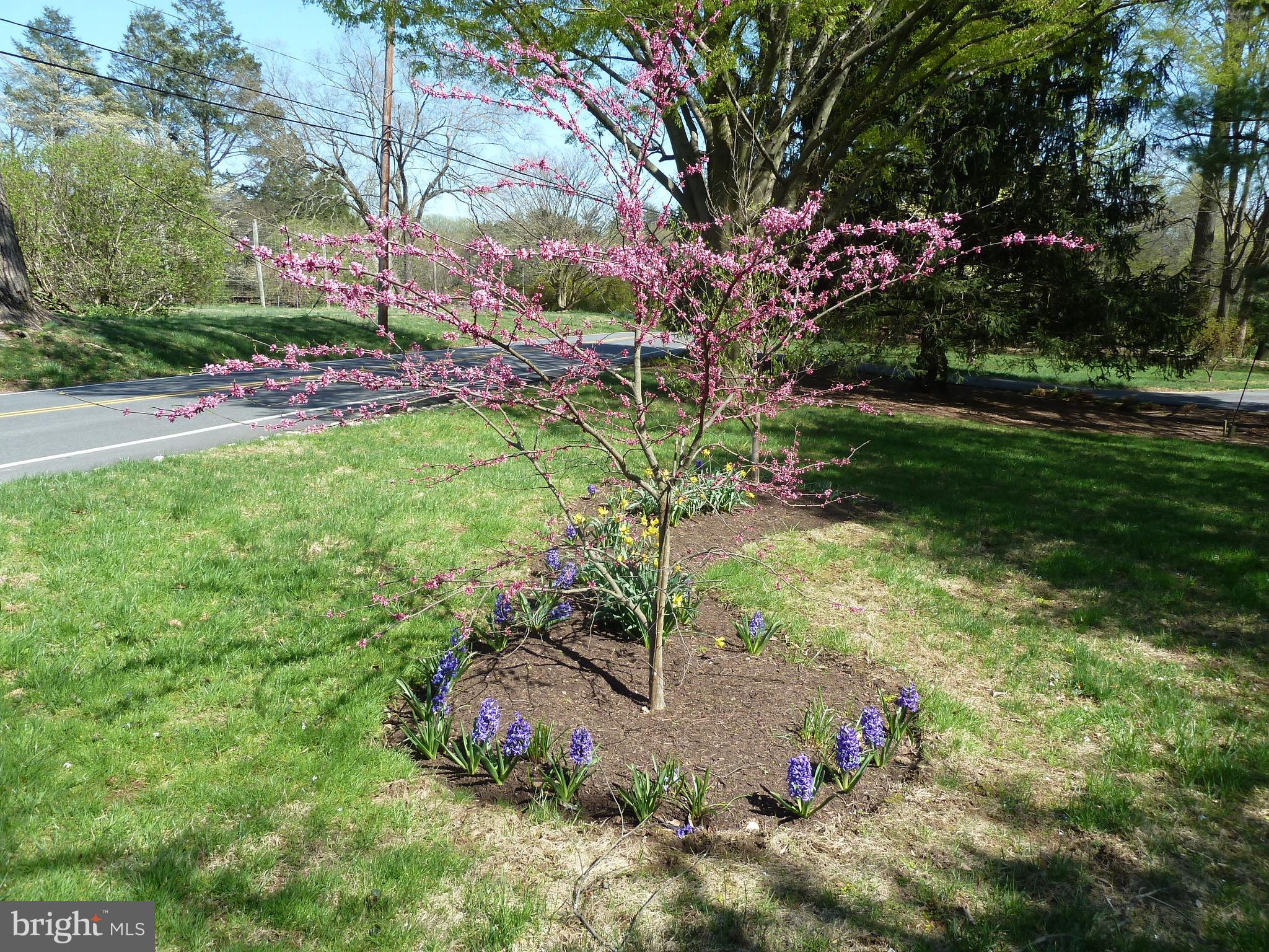 532 Painter Road Media, PA 19063 - Photo 53 of 59 Spring is in the air @ 532 Painter Road, Media
