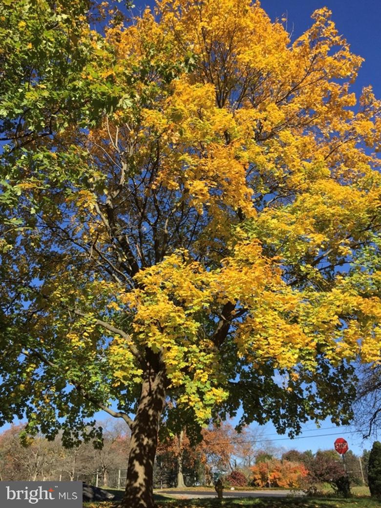 532 Painter Road Media, PA 19063 - Photo 54 of 59 Tree in front yard - seasonal photo