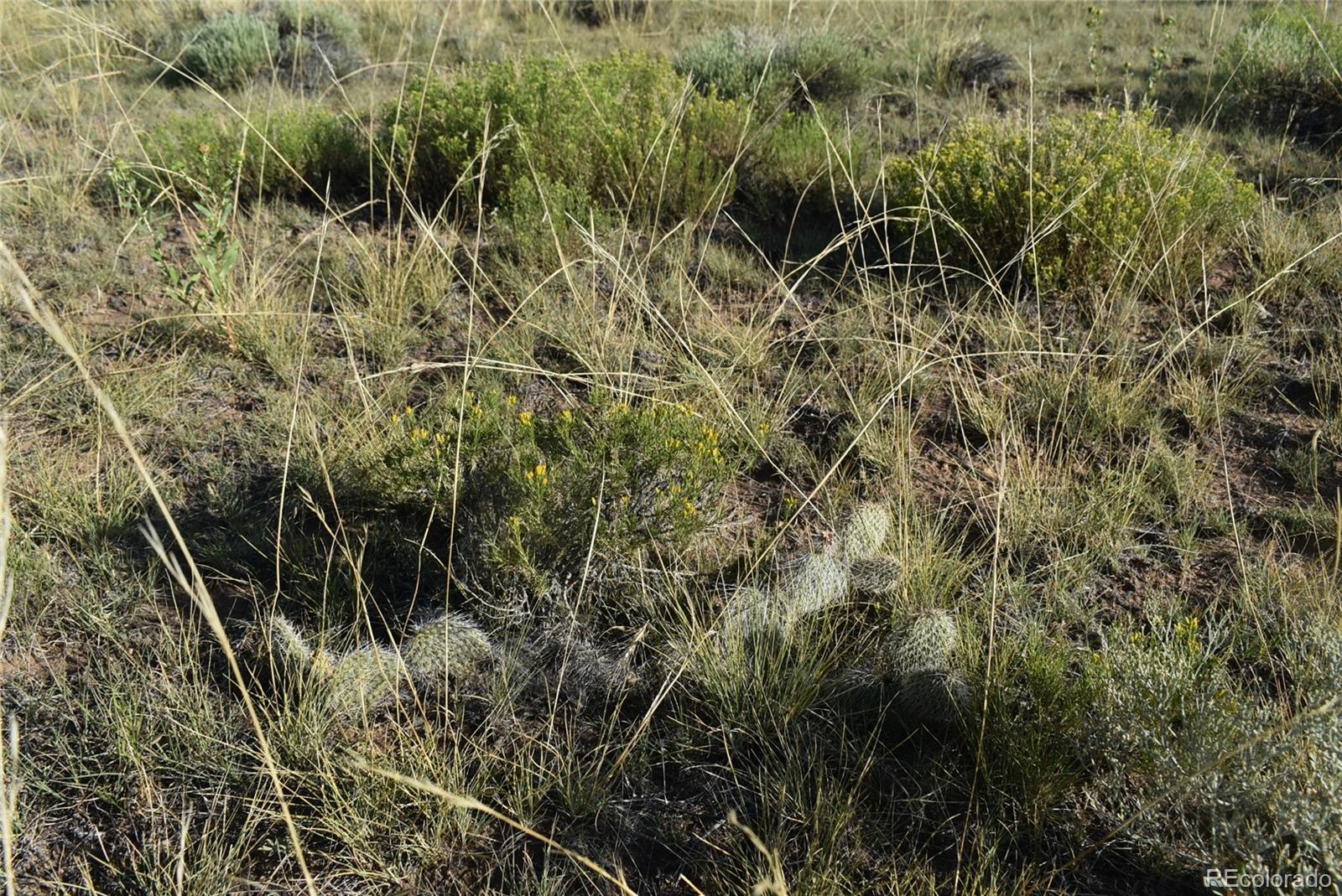 0 Lizard Lane Walsenburg, CO 81089 - Photo 5 of 11 a view of outdoor space and trees