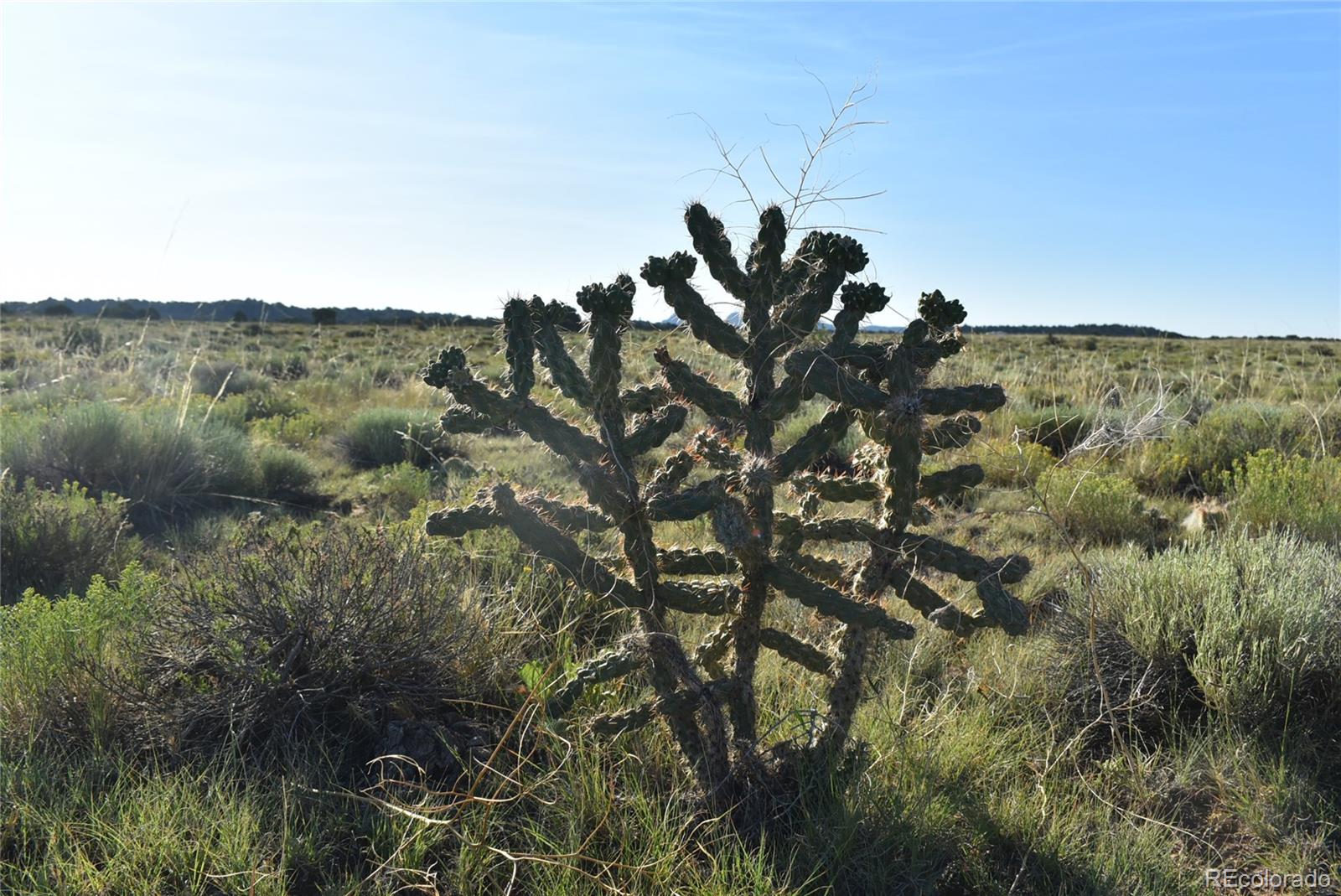 0 Lizard Lane Walsenburg, CO 81089 - Photo 6 of 11 a view of a lake in middle of forest