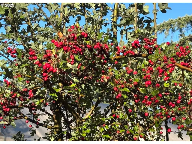 a backyard of a house