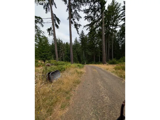 a view of a backyard with tall trees