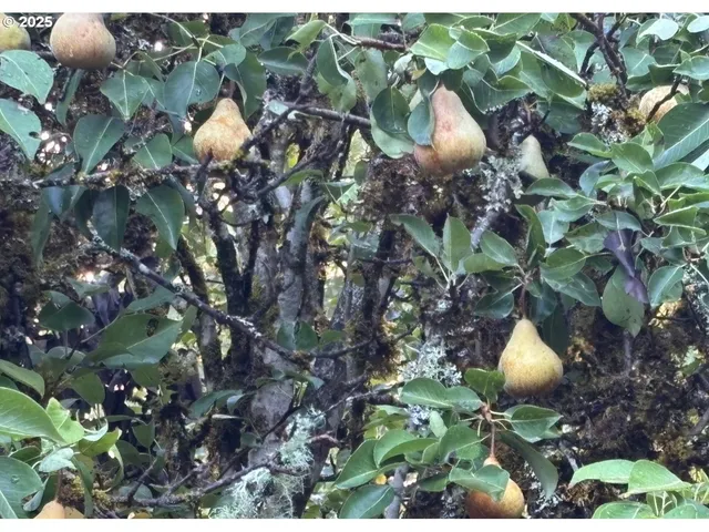 a view of a forest with trees