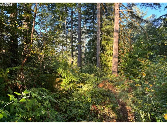 a view of a yard with plants and a tree