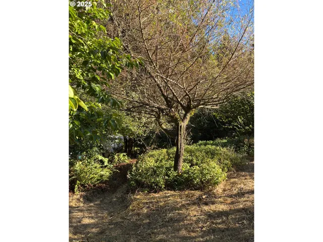 a view of a forest with a tree