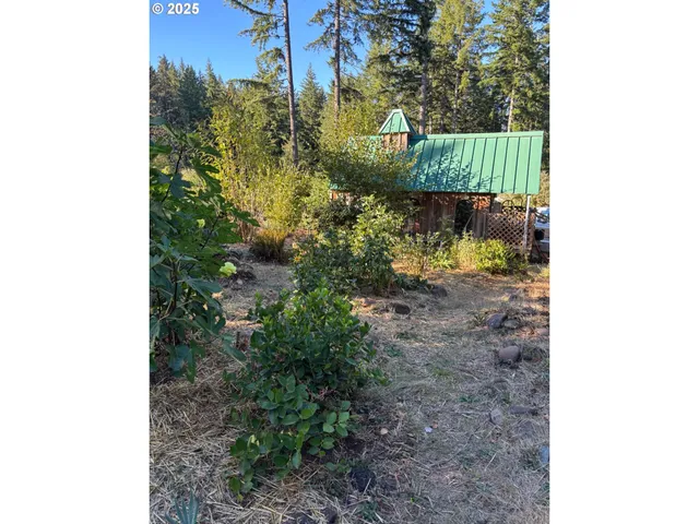 a close up of a plant in a garden