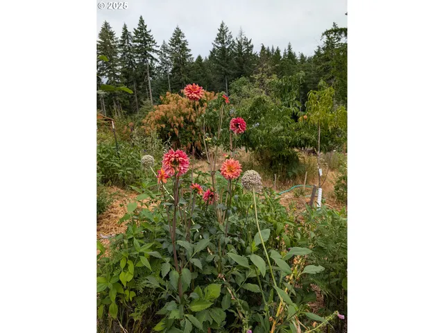a close up of a plant in a garden