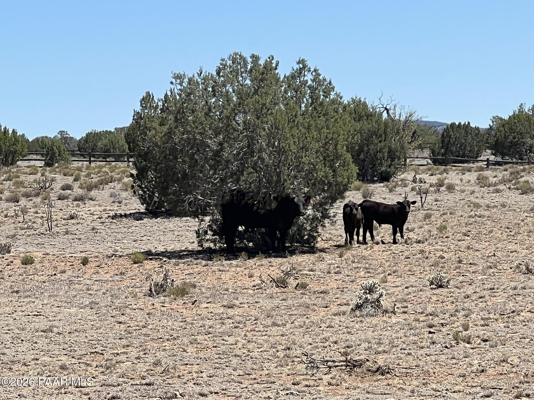 981 Wrangler Ridge Road Seligman, AZ 86337 - Photo 16 of 16 IMG_0077