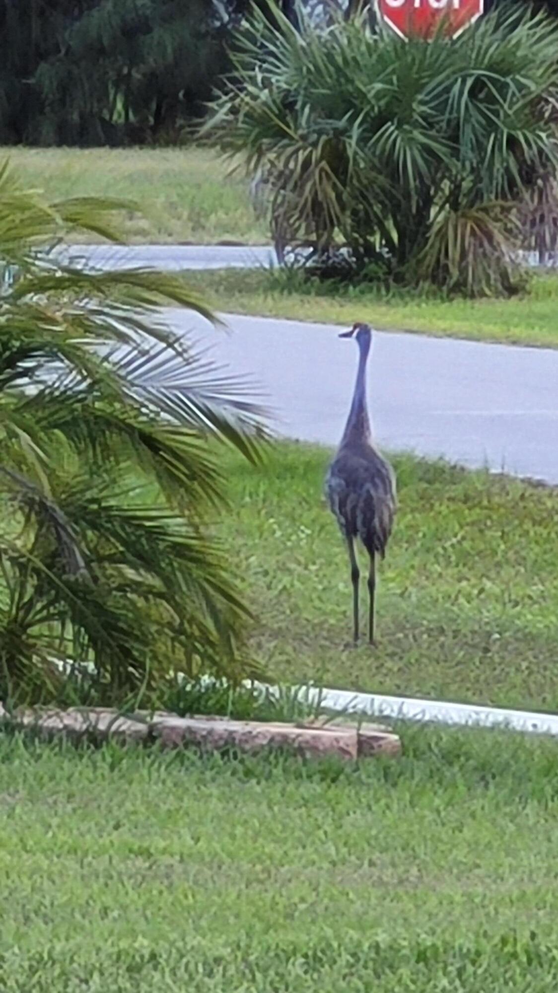 824 Spring Lake Boulevard Sebring, FL 33876 - Photo 5 of 12 20210509_192505