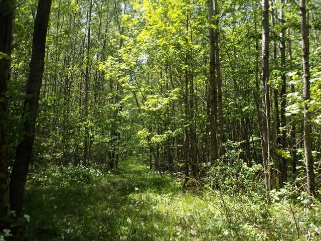 29.37-ac Sipple Road Crandon, WI 54520 - Photo 10 of 20 Gallery Image 10
