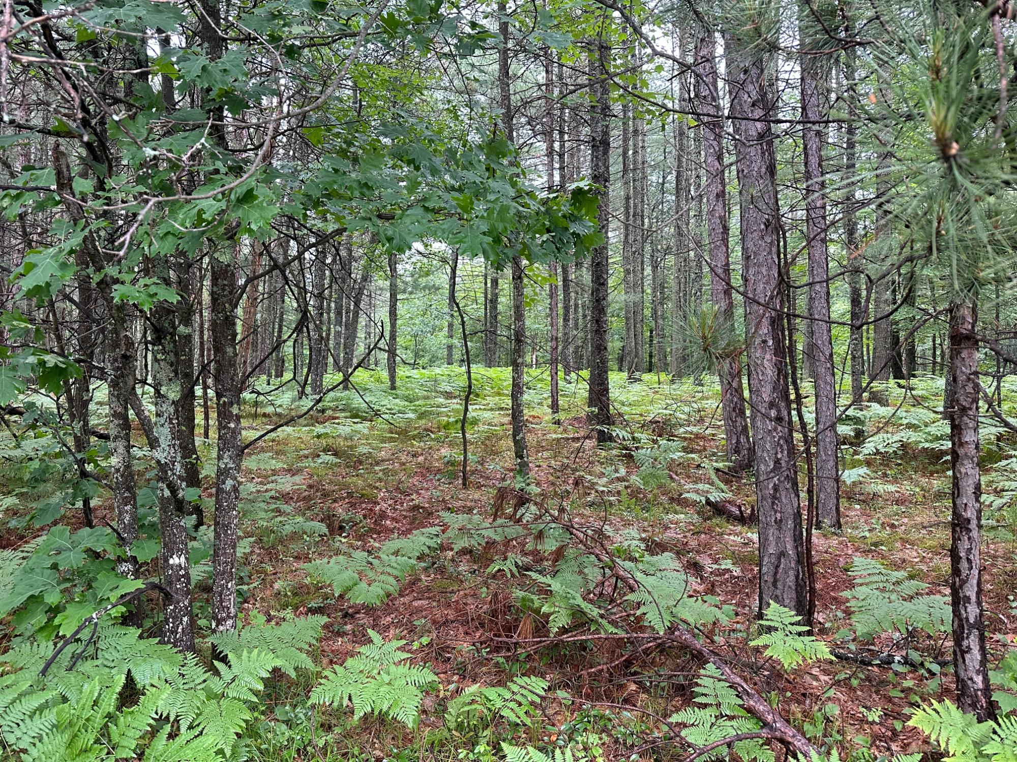 Lot 14 Dad's Lake Road Eagle River, WI 54521 - Photo 4 of 5 Gallery Image 4