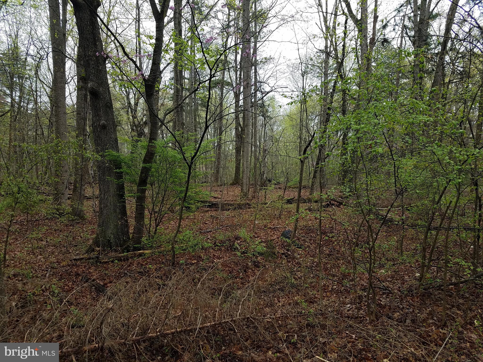 0 Milan Ridge Road Elkwood, VA 22718 - Photo 1 of 8 wooded lot