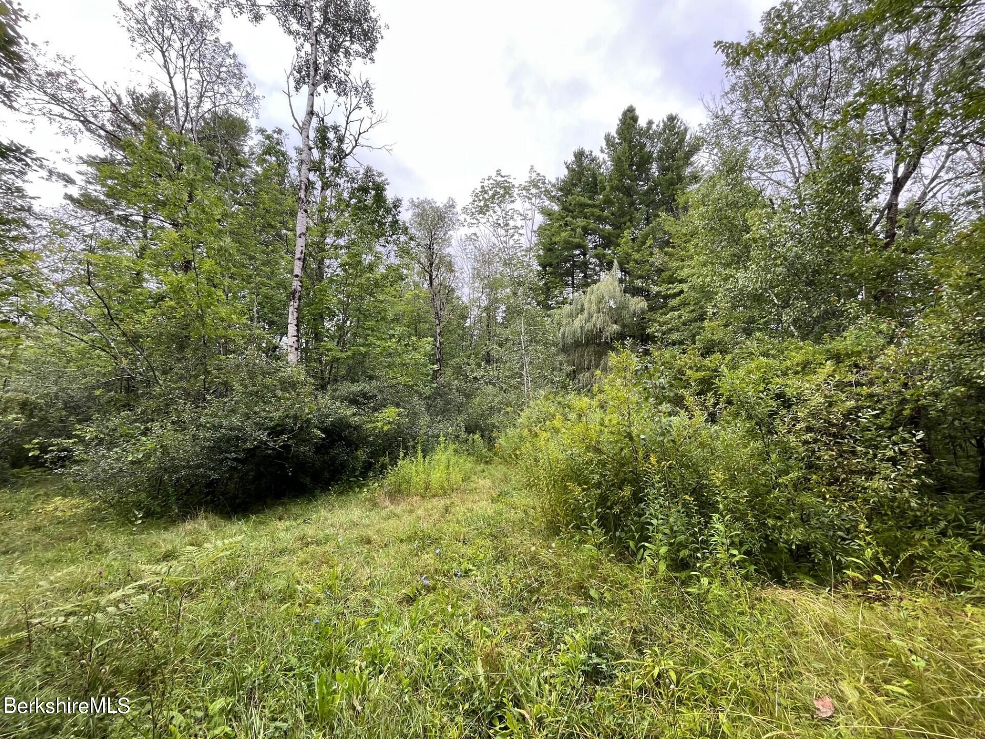 331 Shaw Road Windsor, MA 01270 - Photo 7 of 30 Summer View of Land
