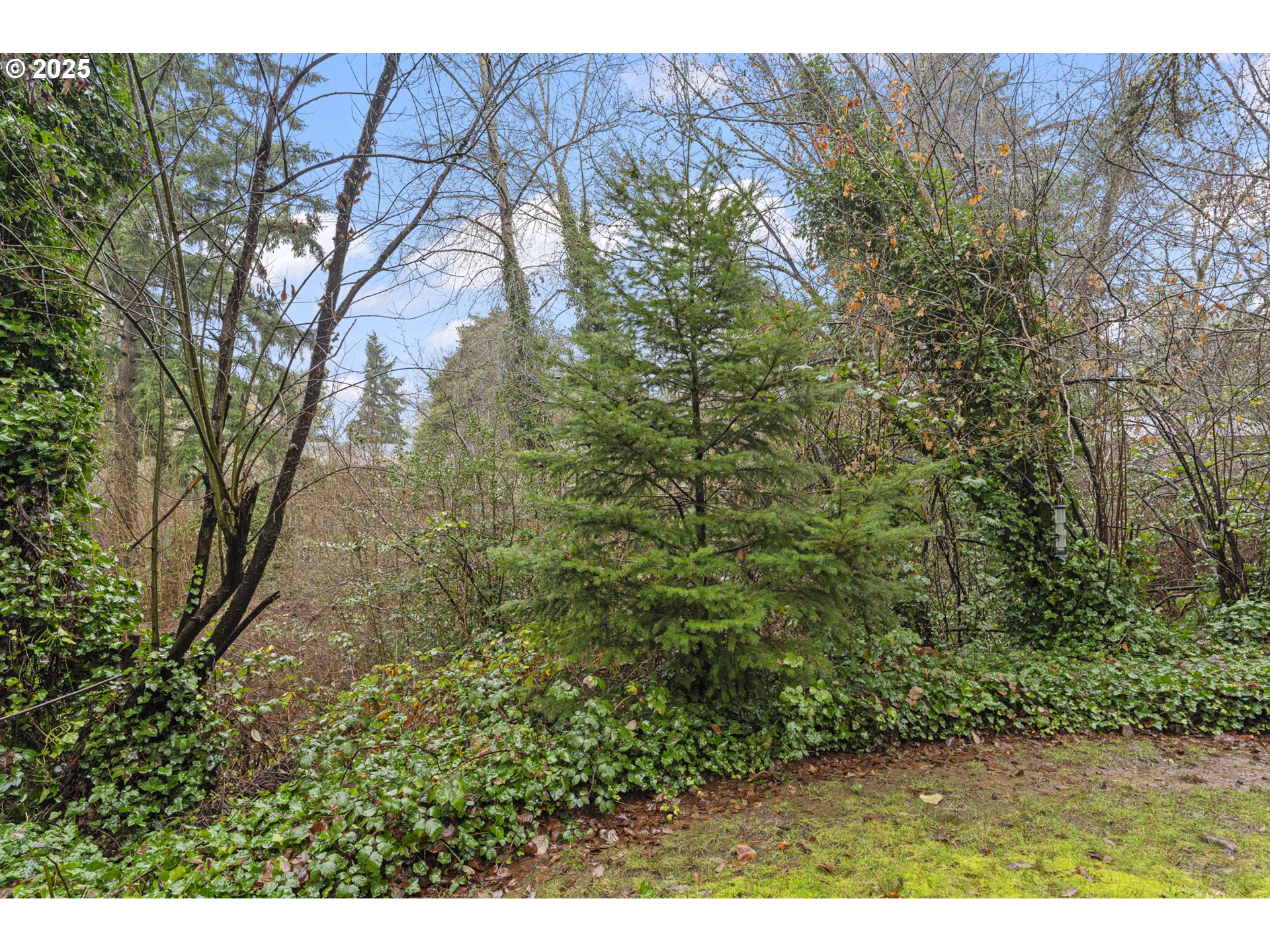 7112 Southwest Murray Boulevard Beaverton, OR 97008 - Photo 35 of 40 a view of a yard with large trees