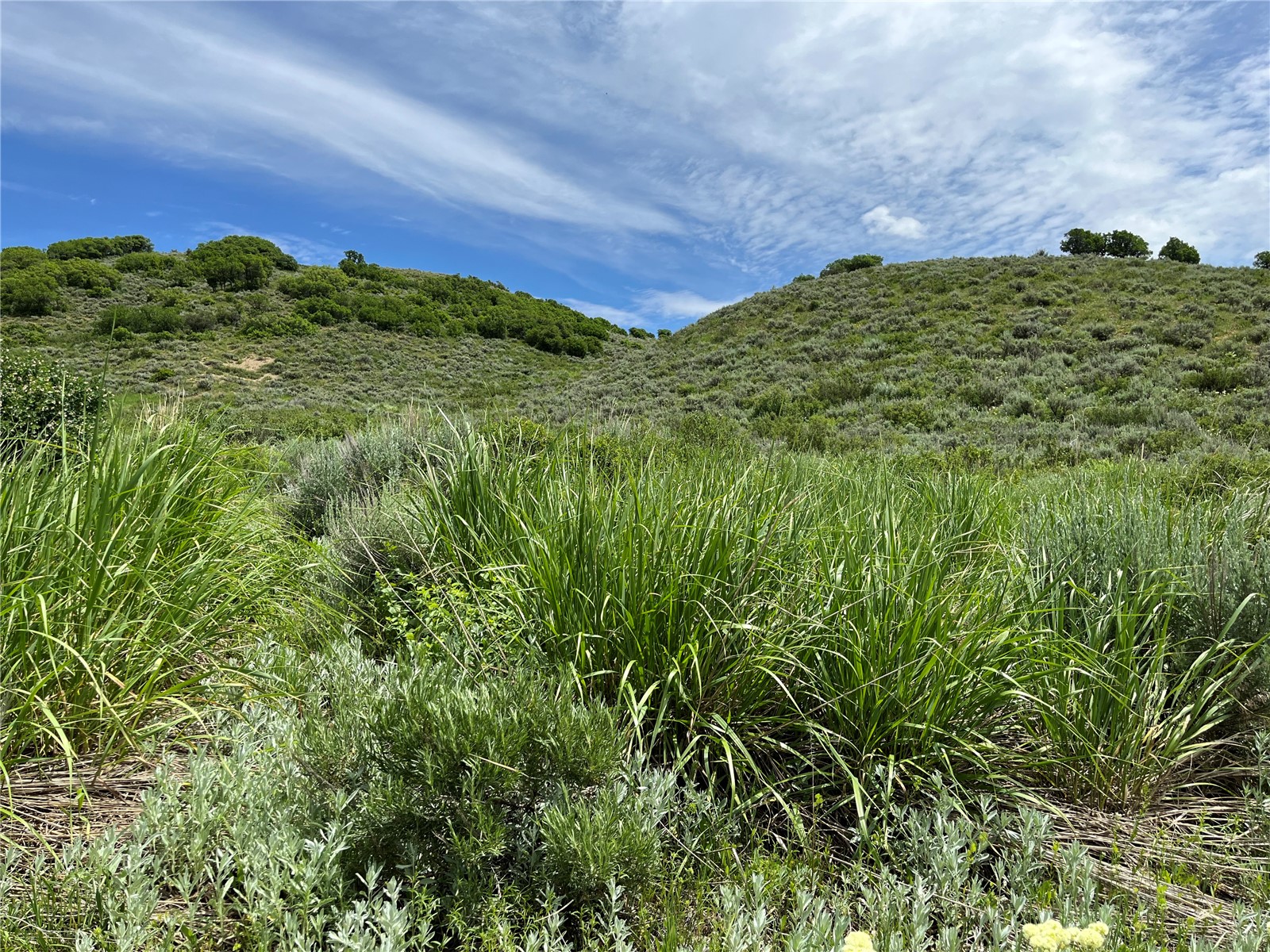 46 Routt County Road Steamboat Springs, CO 80487 - Photo 14 of 23 a view of a lush green space