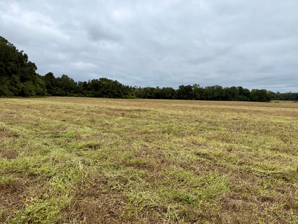 49-acres Mt Zion Road Gordon, AL 36343 - Photo 19 of 21