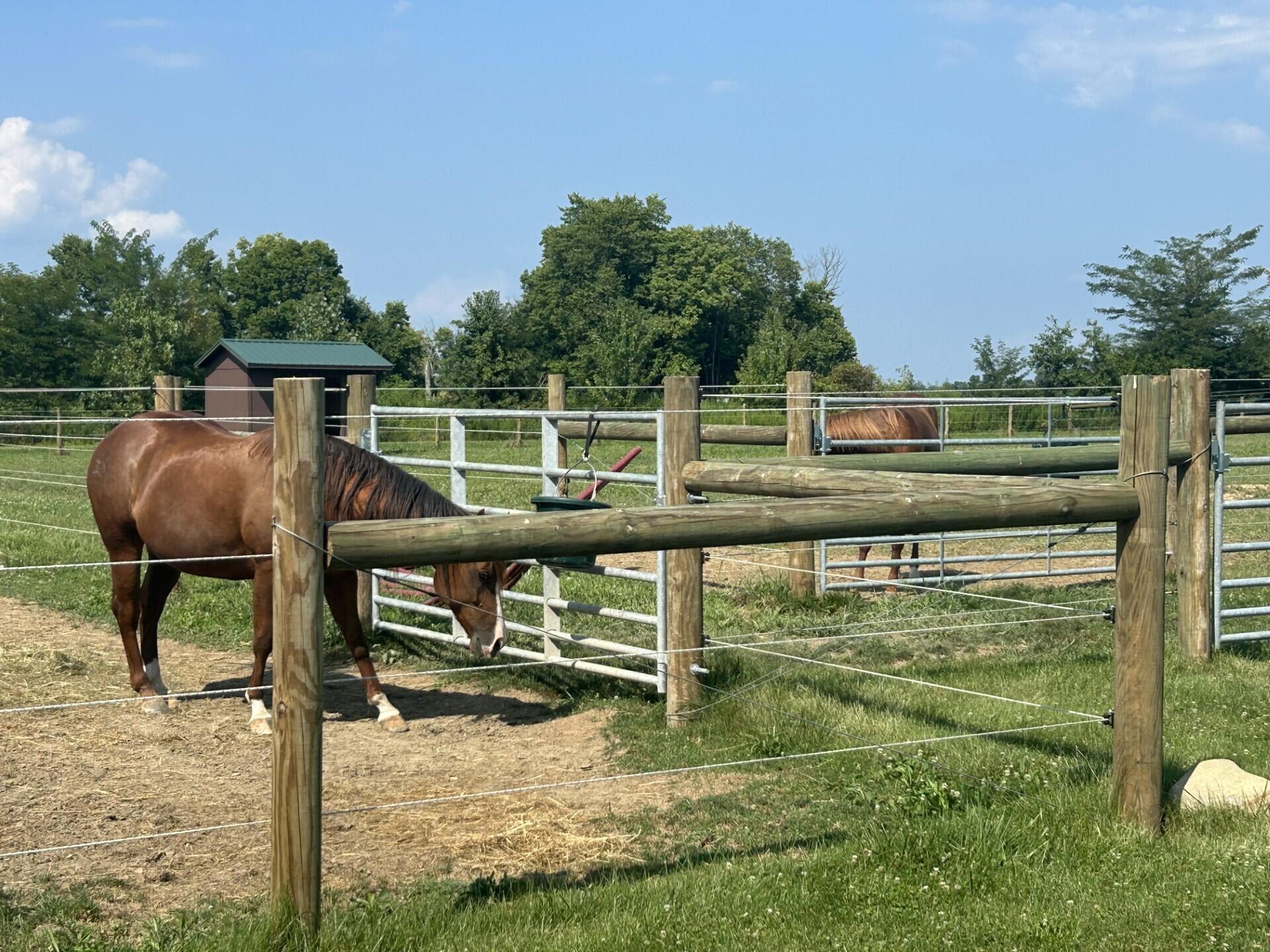 6090 Horseshoe Road Delaware, OH 43015 - Photo 10 of 41 Pasture 1 and Pasture 2 Run in Shed