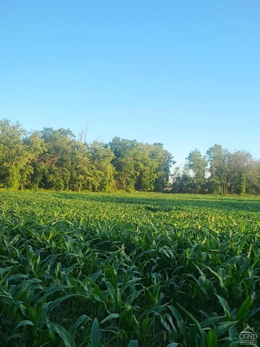 274 Fingar Road Hudson, NY 12534 - Photo 48 of 77 Corn Field