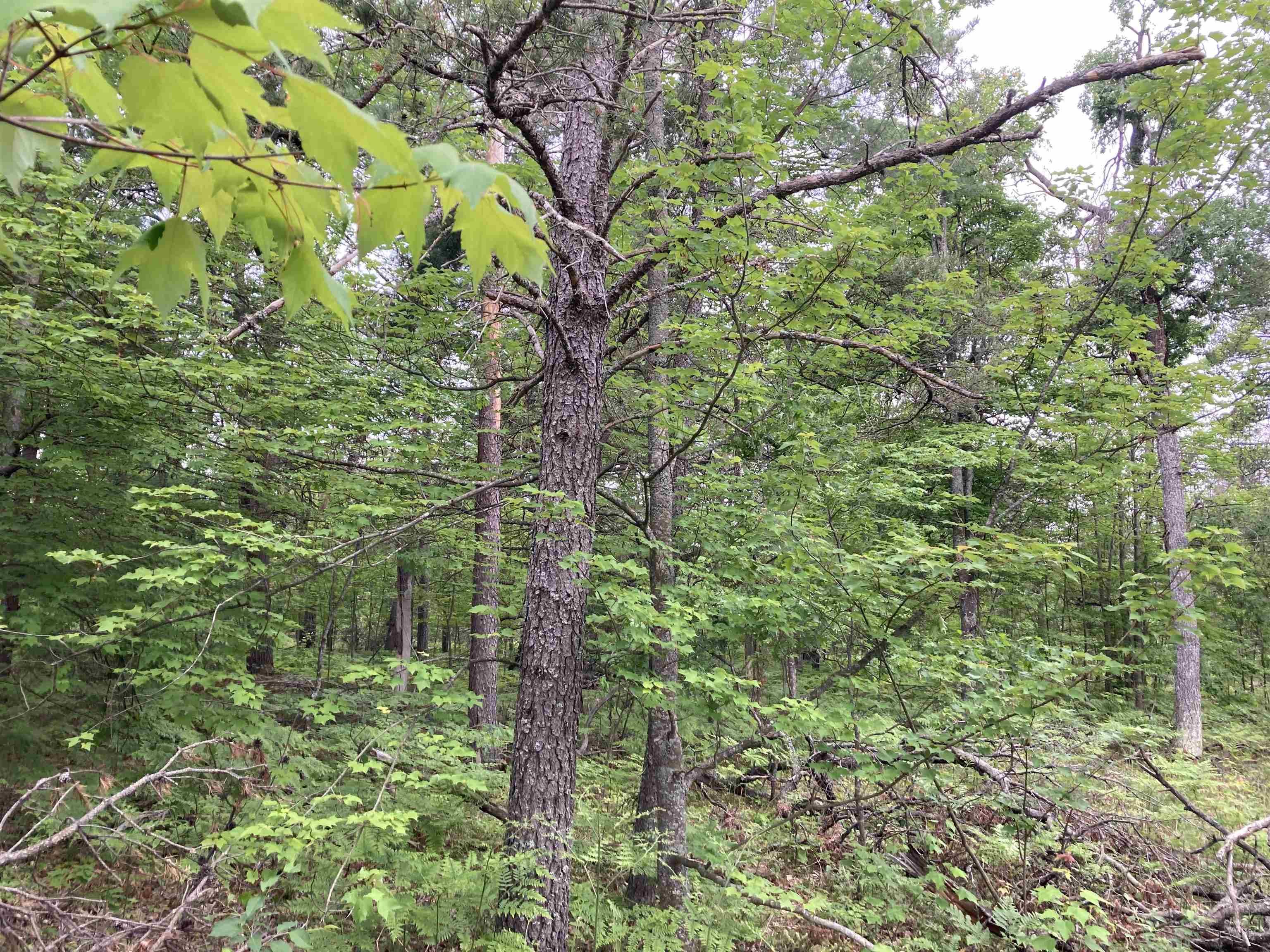 1875 Richardson Road Lewiston, MI 49756 - Photo 13 of 53