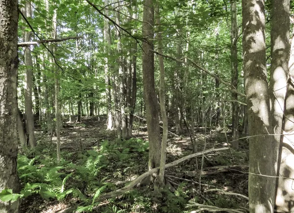 $72,900 | 225 Waldo Avenue, Belfast, ME 04915