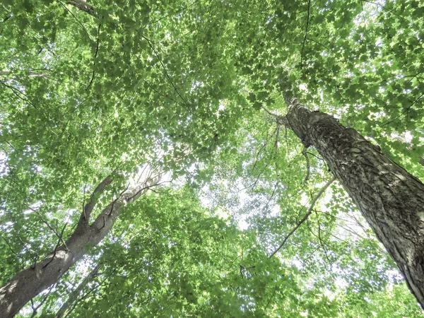 $72,900 | 225 Waldo Avenue, Belfast, ME 04915