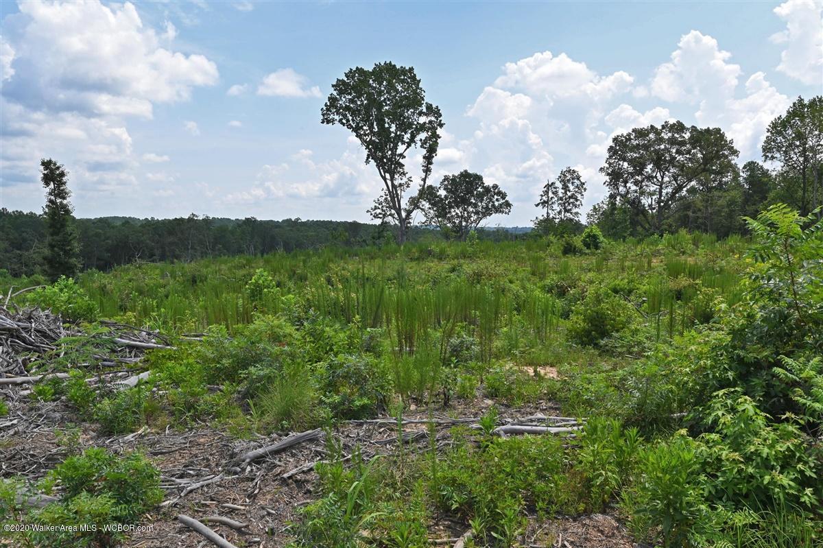 0 Co Road Crane Hill, AL 35053 - Photo 19 of 20 Gallery Image 19
