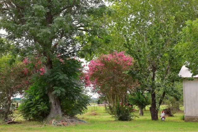an aerial view of a house with swimming pool and large trees