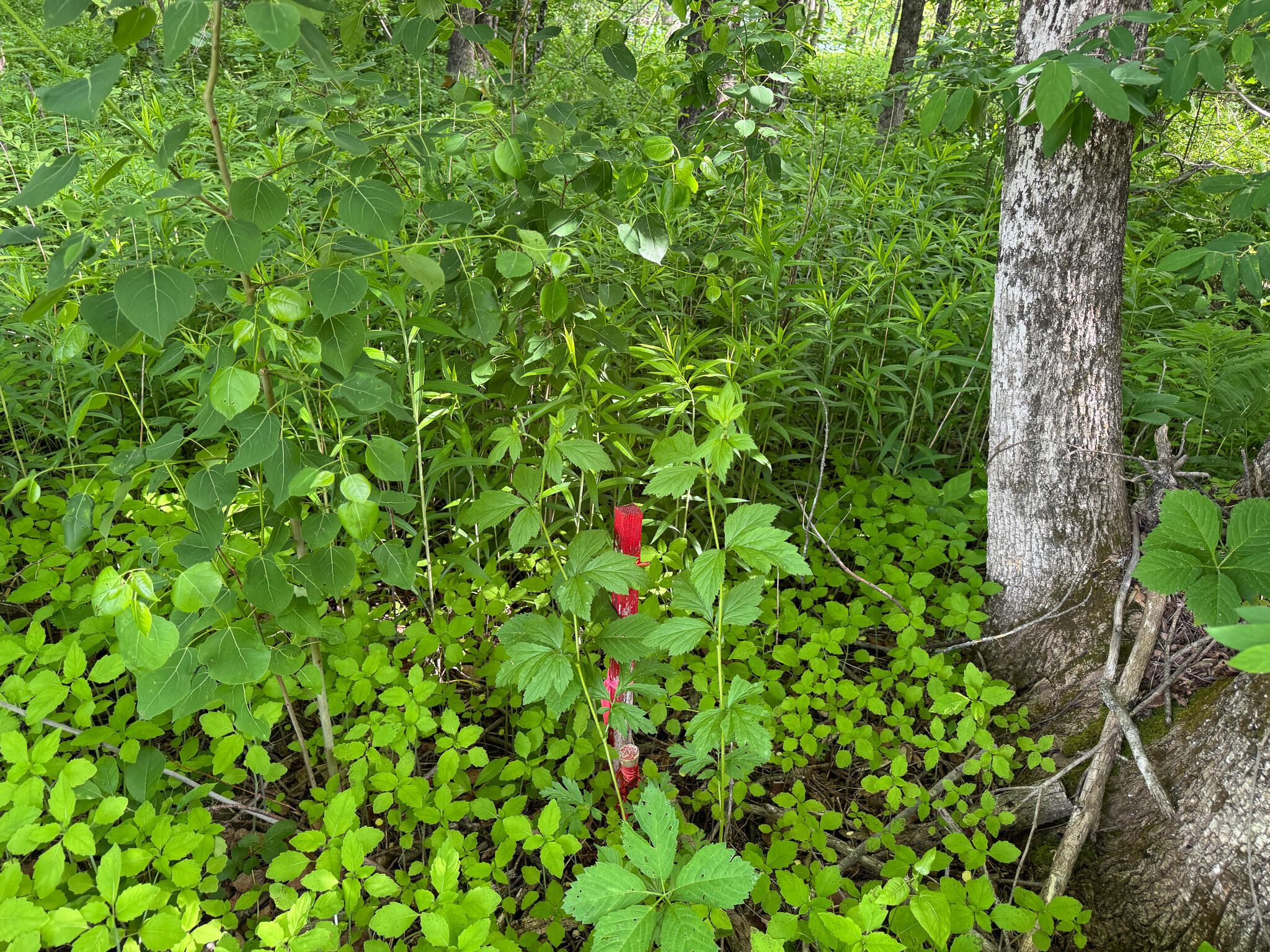 Tbd Mohawk Road Lincoln, ME 04457 - Photo 28 of 29 IMG_6014