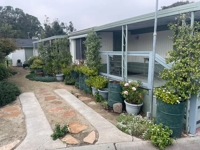 a garden with flowers and flowers