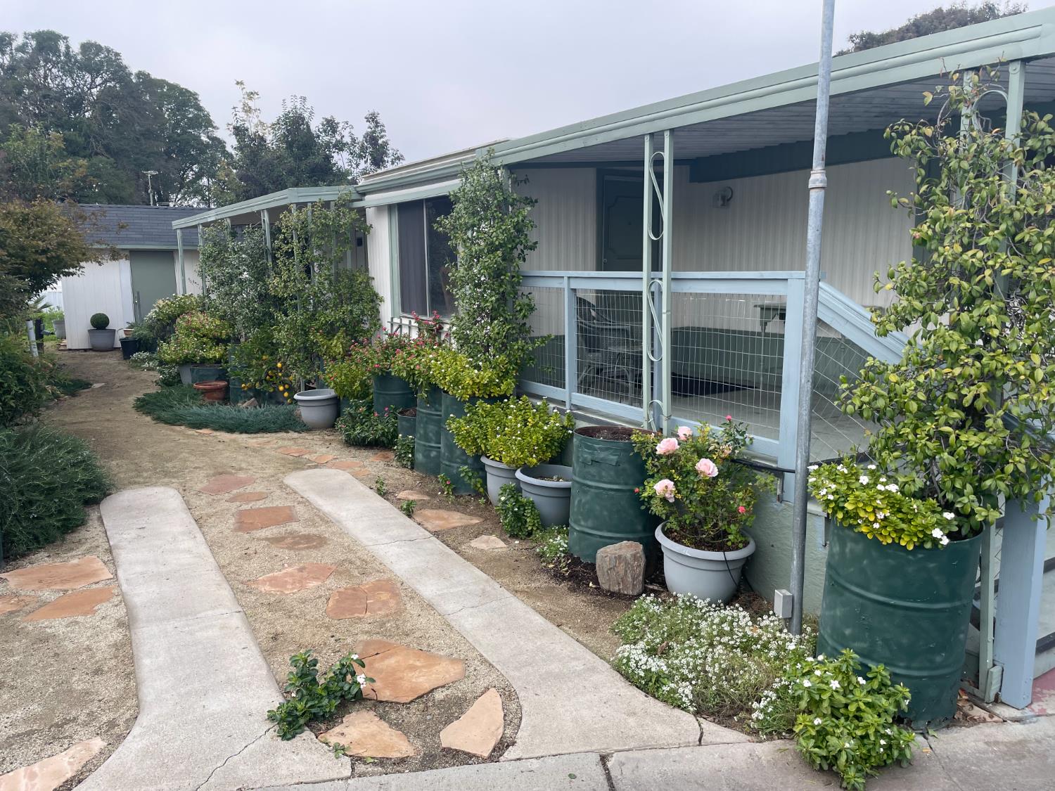 a garden with flowers and flowers