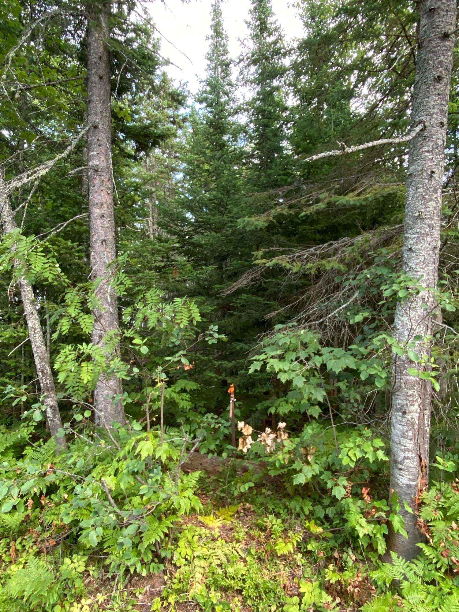 9772 North Whitefish Point Road Paradise, MI 49768 - Photo 12 of 17 Gallery Image 12