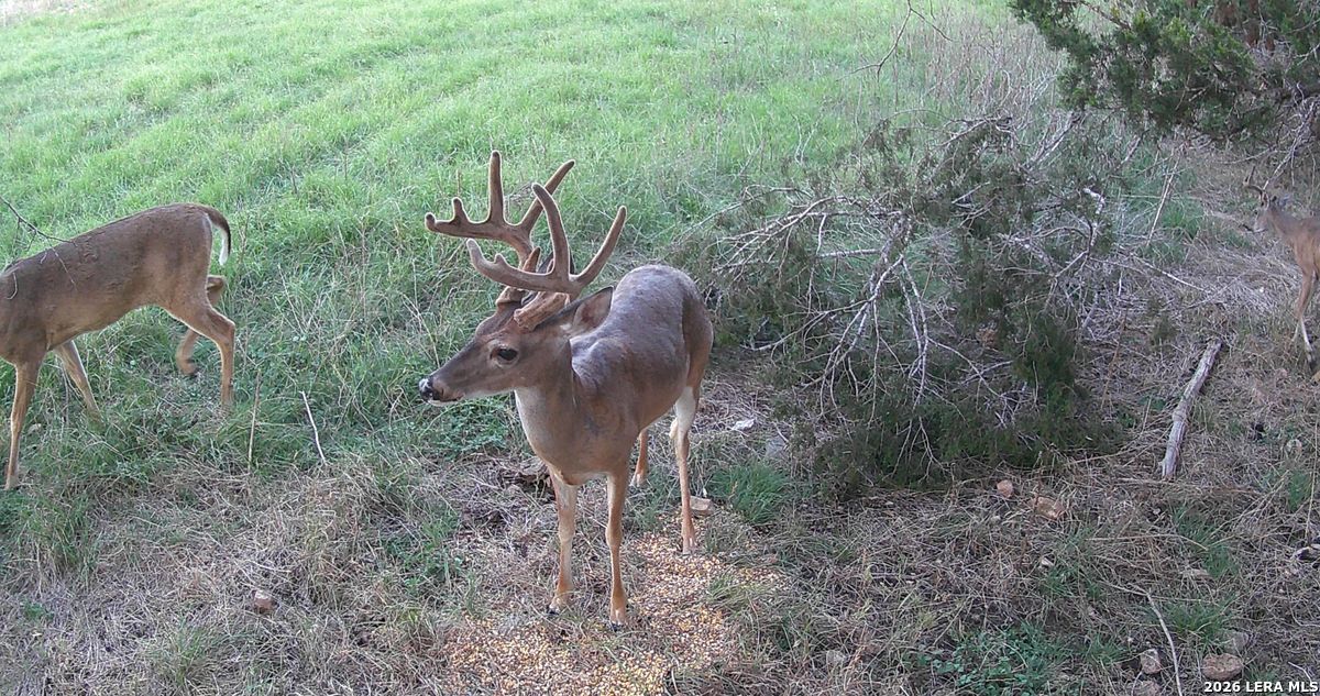 3584 Privilege Creek Road Pipe Creek, TX 78063 - Photo 20 of 44 a view of a forest