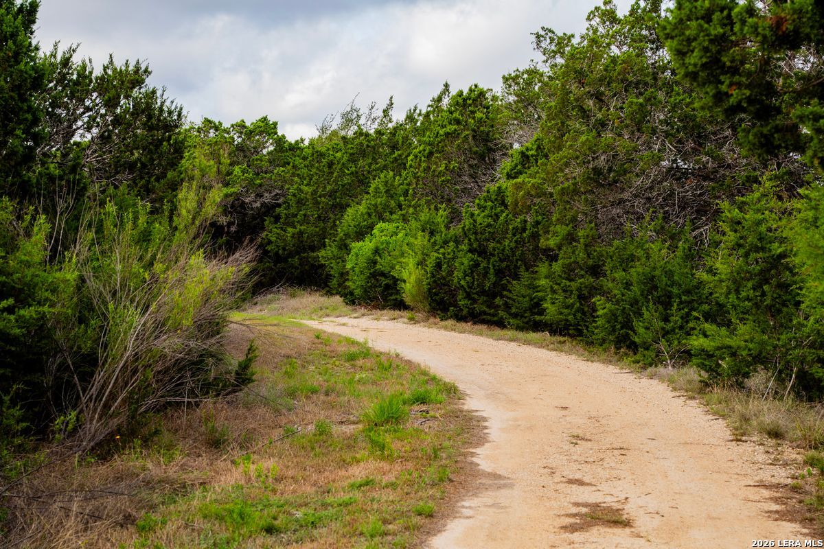 3584 Privilege Creek Road Pipe Creek, TX 78063 - Photo 8 of 44 a view of a yard with plants and large trees