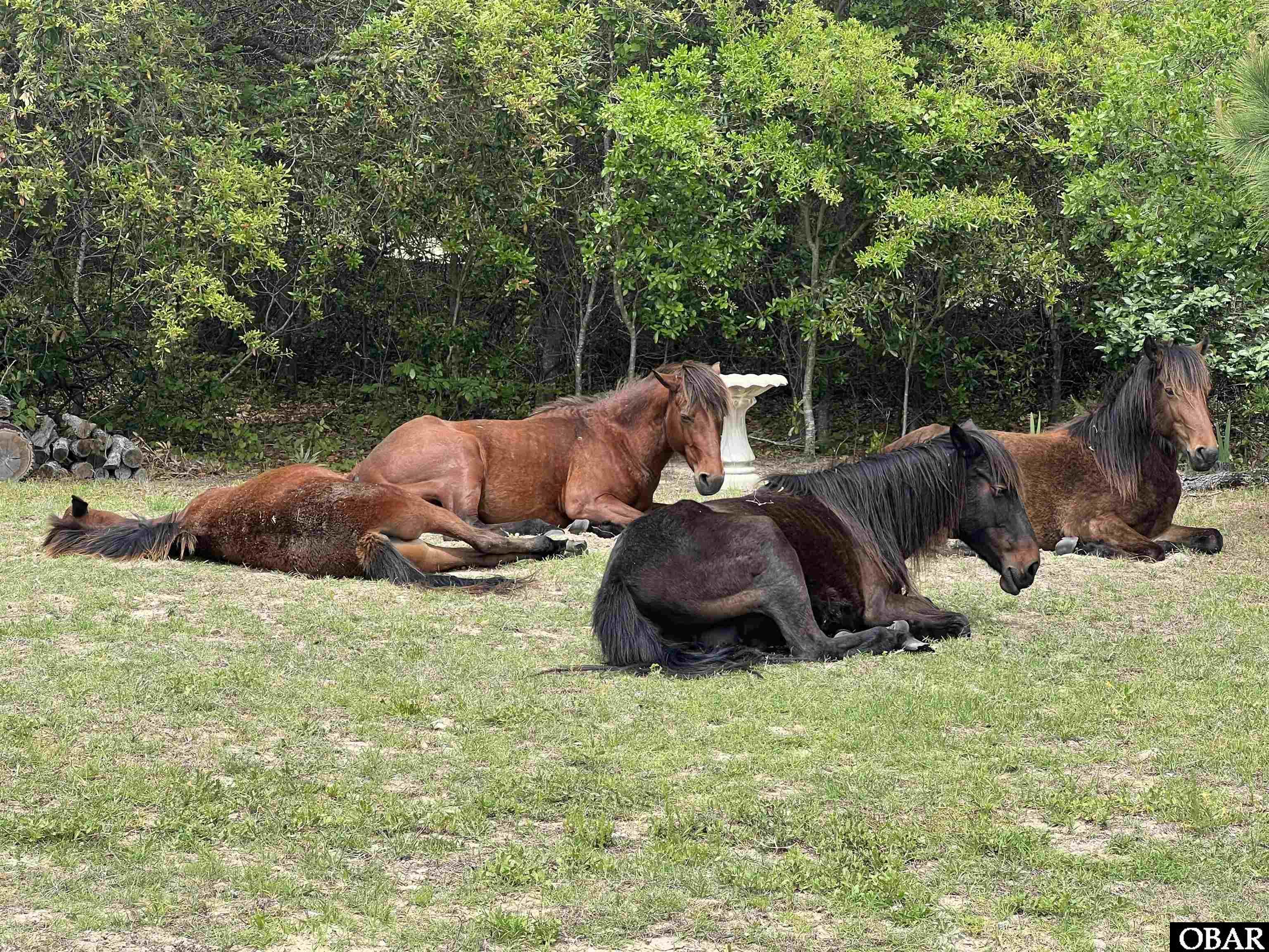 1620 Sandpiper Road Corolla, NC 27927 - Photo 28 of 50