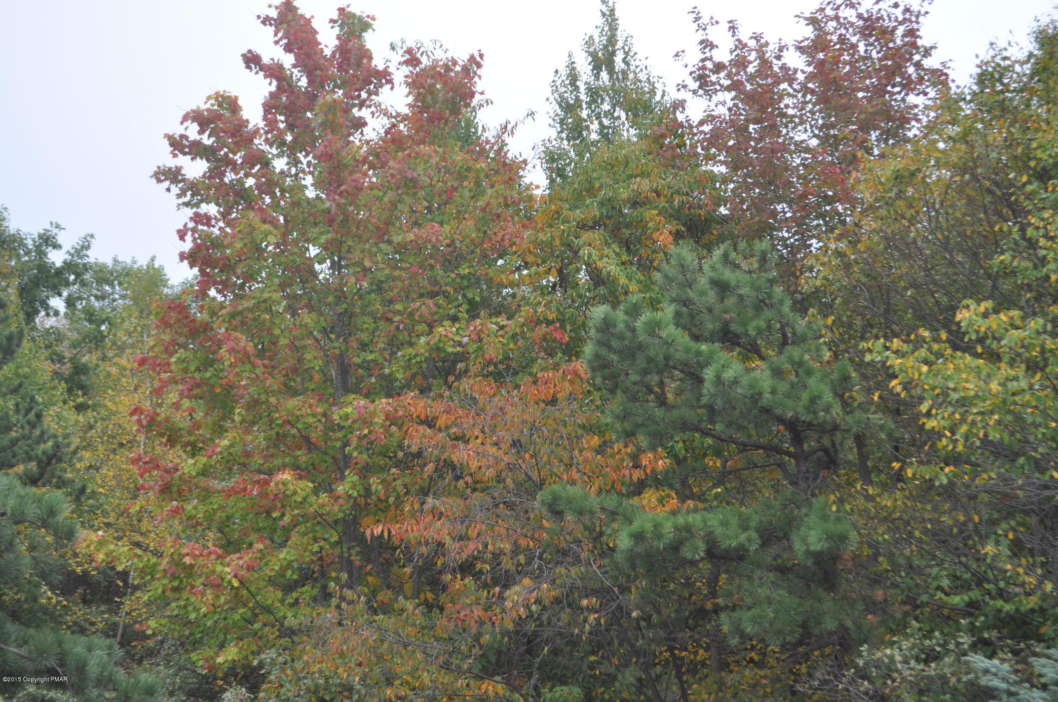 122 Buck Hill Road Blakeslee, PA 18610 - Photo 54 of 54 a view of a yard with a tree