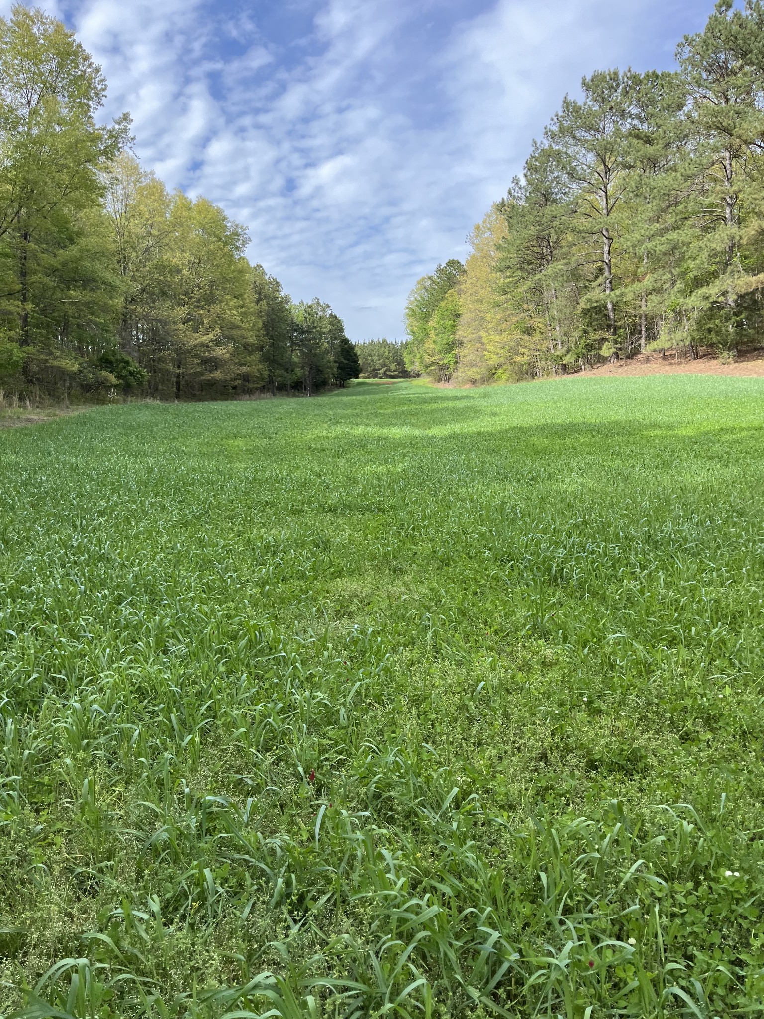 0 Johnson Road Lutts, TN 38471 - Photo 31 of 68 Gallery Image 31